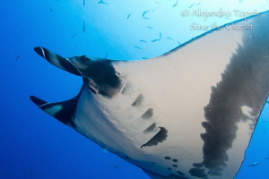 Mantaray with blue, Isla Socorro Mexico by Alejandro Topete 